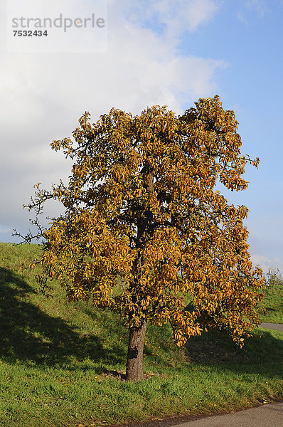 Birnenbaum (Pyrus) am Lühedeich  Borstel  Altes Land  Niedersachsen  Deutschland  Europa