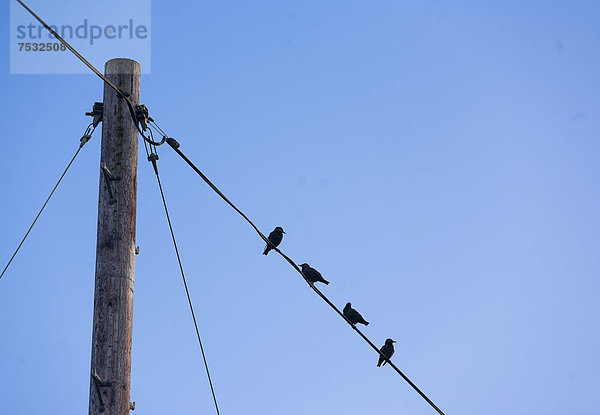 Vögel sitzen auf einer Stromleitung  Pembrokeshire  Wales  Großbritannien  Europa