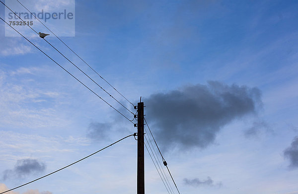 Ein Vogel sitzt auf einer Stromleitung  Pembrokeshire  Wales  Großbritannien  Europa