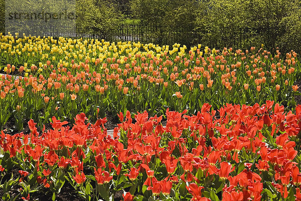 Rote  orangefarbene und gelbe Tulpenbeete in einem öffentlichen Garten im Frühling  Old Terrebonne  Quebec  Lanaudiere  Kanada