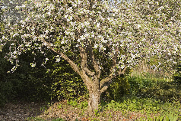 '''Liberty'' Apfelbaum in einem landschaftlich-gestalteten Vorgarten im Frühling  Lanaudiere  Quebec  Kanada'