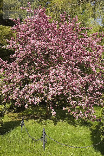 Holzapfelbaum in Blüte  im Frühling  Quebec  Kanada