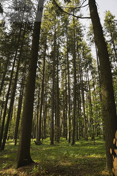 Wald immergrüner Bäume im Frühling  Mauricie  Quebec  Kanada