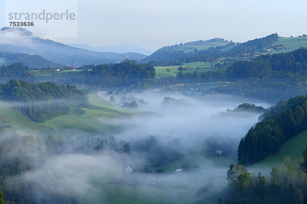 Herbstliche Nebelstimmung im Gebiet Hirzel  Zürich  Schweiz  Europa