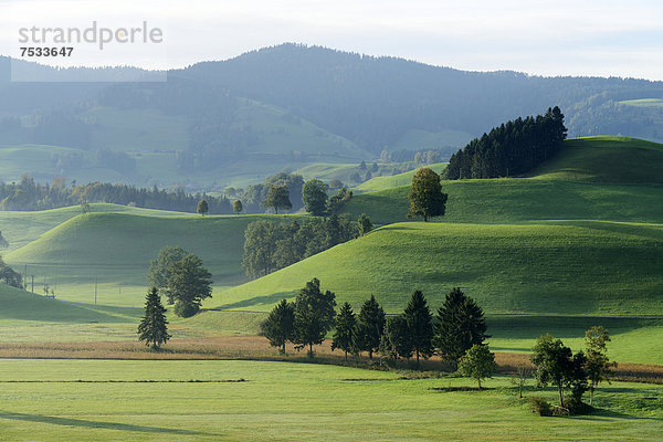 Moränenlandschaft im Gebiet Hirzel  Zürich  Schweiz  Europa