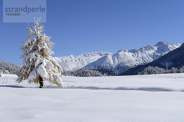 Schneebedeckte Lärche (Larix) in frisch verschneiter Landschaft  Silvaplana  Engadin  Graubünden  Schweiz  Europa