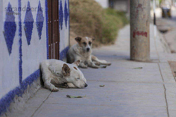 Schlafende Hunde liegen auf Bürgersteig  Banjos del Inca  Cajamarca  Peru  Südamerika