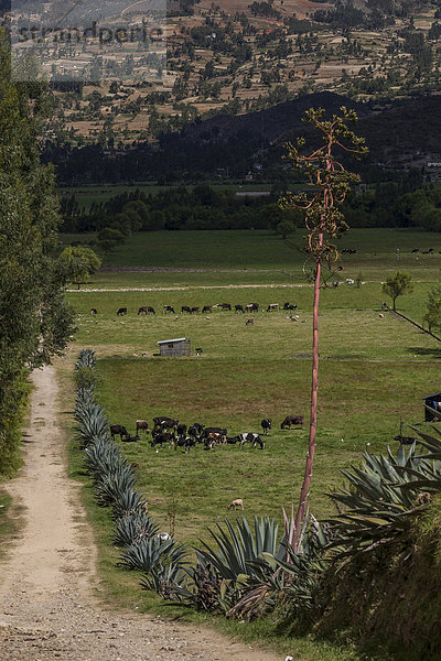 Viehweiden mit Kaktuszaun  Llacanora  Cajamarca  Peru  Südamerika