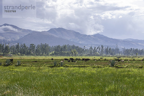 Viehweiden der Farm La Collpa  Cajamarca  Peru  Südamerika