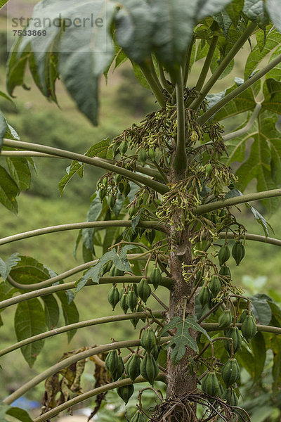 Papaya (Carica papaya) am Baum  Leymebamba  Amazonas  Peru  Südamerika