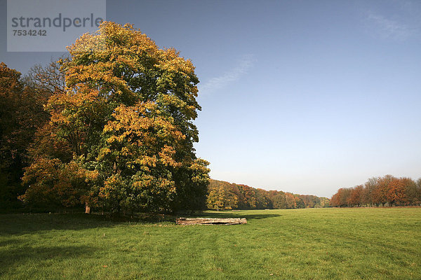 Wiese  Herbst im Naherholungsgebiet am Decksteiner Weiher  Köln  Nordrhein-Westfalen  Deutschland  Europa