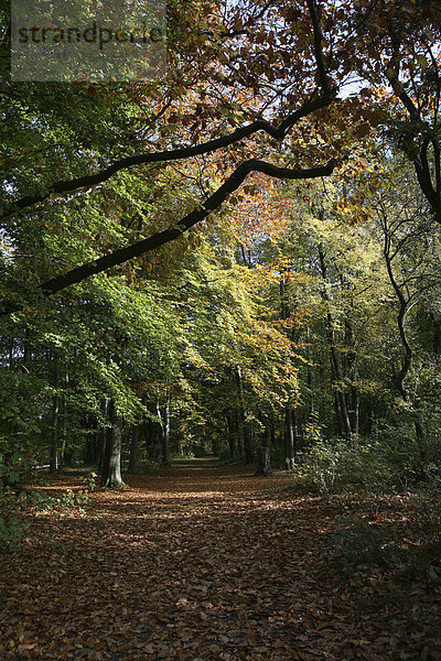 Spazierweg  Herbst im Naherholungsgebiet am Decksteiner Weiher  Köln  Nordrhein-Westfalen  Deutschland  Europa