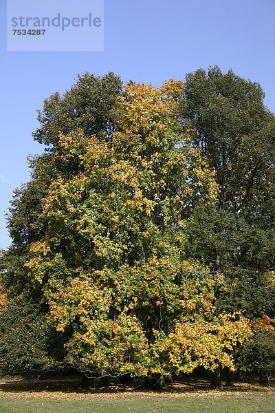 Herbst im Naherholungsgebiet am Decksteiner Weiher  Köln  Nordrhein-Westfalen  Deutschland  Europa