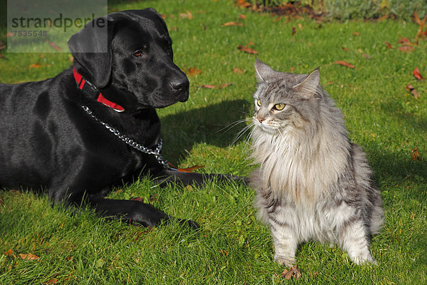 Hund und Katze im Garten  schwarzer Labrador Retriever  Rüde  und Maine Coon  Maine-Coon-Katze