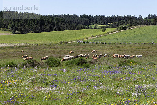 Rinder auf der Weide  GÈvaudan bei Saugues  Monts de la Margeride  Margeride Gebirge  Haute Loire  Auvergne  Frankreich  Europa