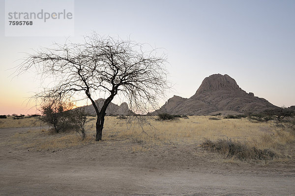 Savannenlandschaft mit Felsformationen  Große Spitzkoppe und Pontok-Berge  Große Spitzkuppe Nature Reserve  Namibia  Afrika