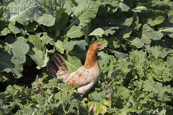Ein Huhn auf einem städtischen Bauernhof im Stadtviertel Lower Ninth Ward in New Orleans  Louisiana  USA