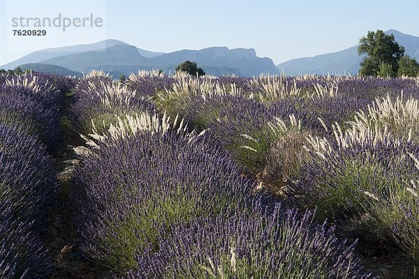 Lavendelfeld  Alpes-de-Haute-Provence  Provence  Frankreich  Europa