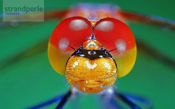 Augen einer Heidelibelle (Sympetrum vulgatum)