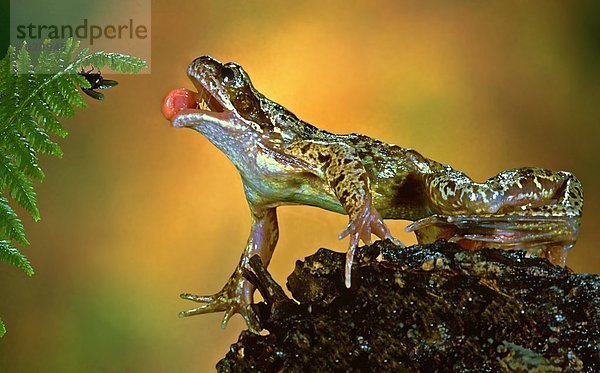 Teichfrosch (Rana lessonae) fängt eine Fliege