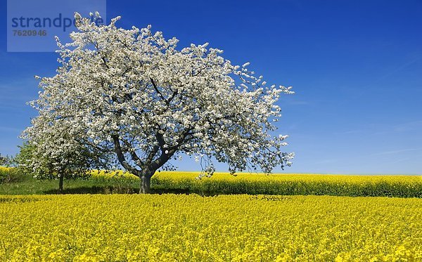 Rapsfelder mit blühendem Kirschbaum