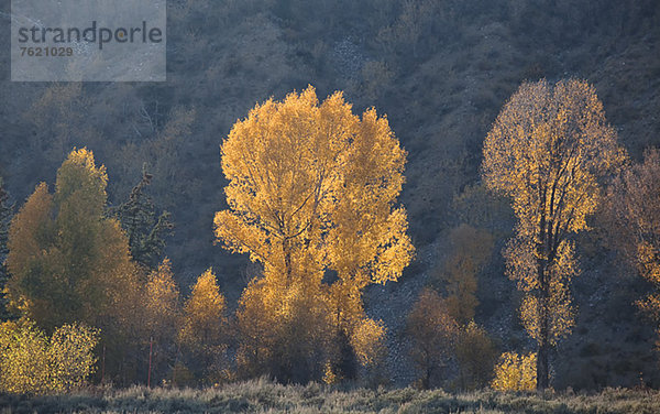 Herbstbäume in ländlicher Landschaft