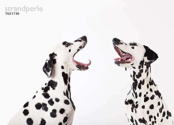 Hunde heulen sich gegenseitig an.