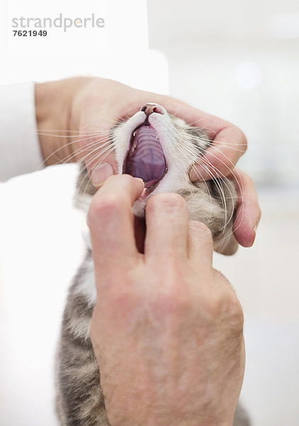 Tierarzt untersucht Katzenmund in der Tierarztpraxis