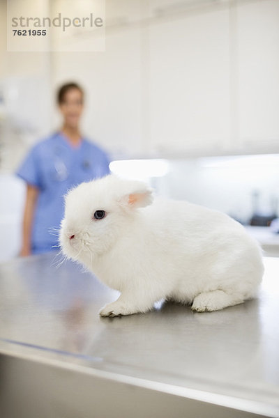 Kaninchen sitzend auf dem Tisch in der Tierarztpraxis