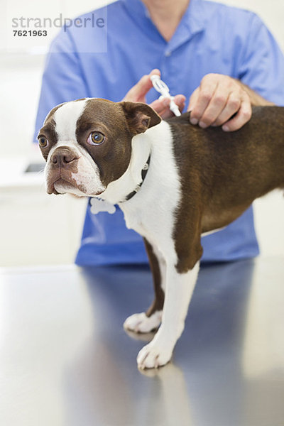 Tierarzt bei der Injektion von Hunden in der Tierarztpraxis