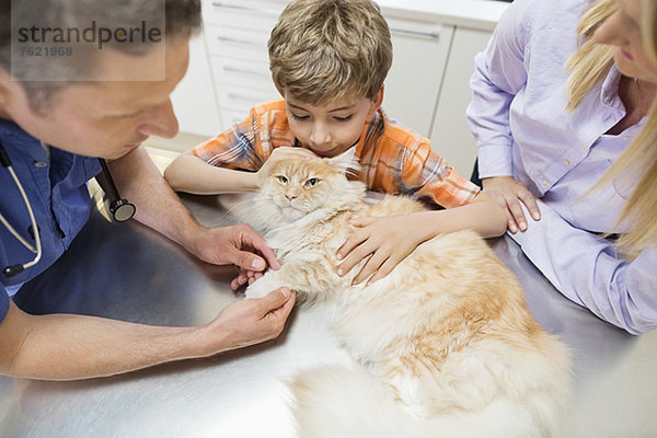Tierarzt und Besitzer untersuchen Katze in der Tierarztpraxis