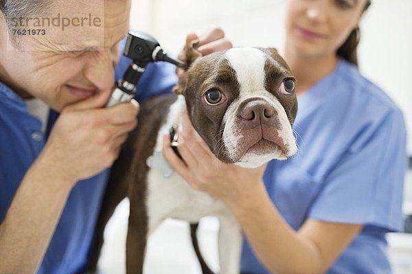 Tierärzte bei der Untersuchung von Hunden in der Tierarztpraxis