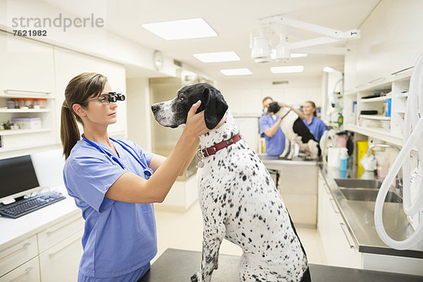 Tierarzt bei der Untersuchung von Hundeohren in der Tierarztpraxis