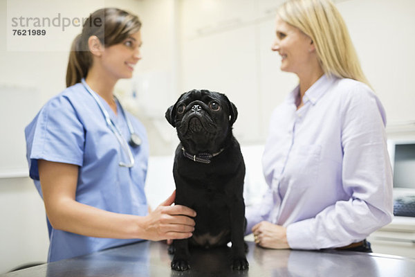 Tierarzt und Besitzer besprechen Hund in Tierarztpraxis