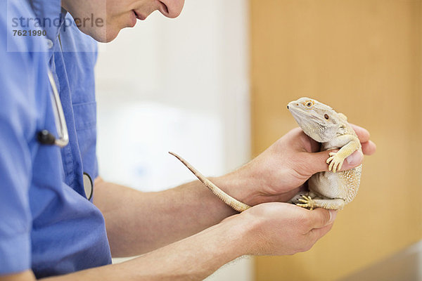 Tierarzt untersucht Eidechse in der Tierarztpraxis