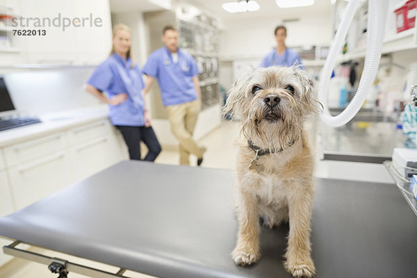Hund sitzend auf dem Tisch in der Tierarztpraxis