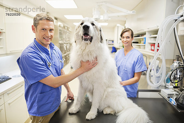 Tierarzt untersuchender Hund in der Tierarztpraxis