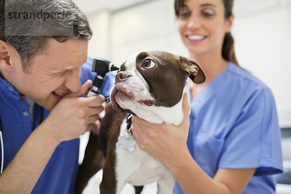 Tierärzte bei der Untersuchung von Hunden in der Tierarztpraxis