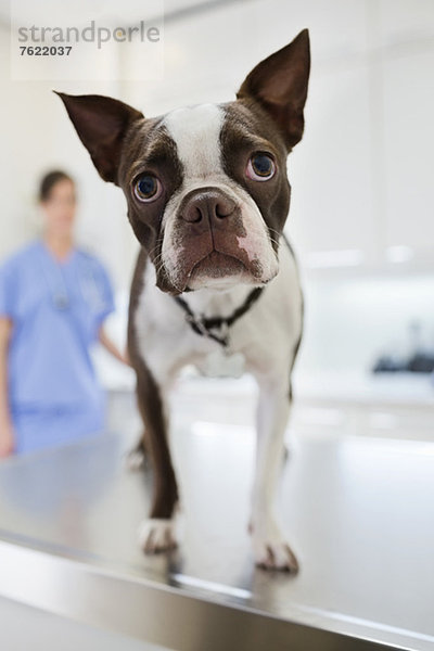 Hund stehend auf dem Tisch in der Tierarztpraxis