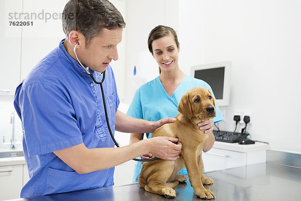Tierärztlicher Untersuchungshund in der Tierarztpraxis