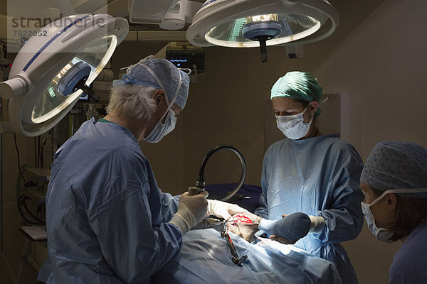 Chirurgen bei der Arbeit im tierärztlichen Operationssaal
