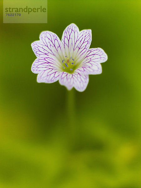 Nahaufnahme der Geranienblüte