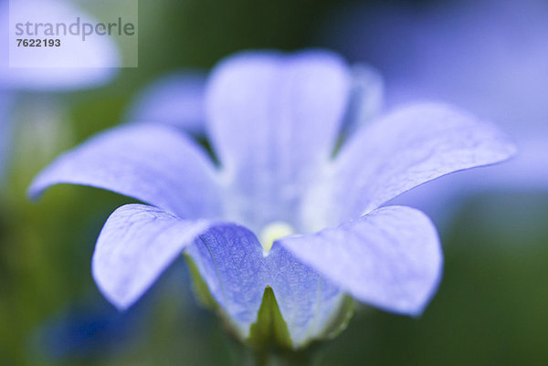 Nahaufnahme der Glockenblume