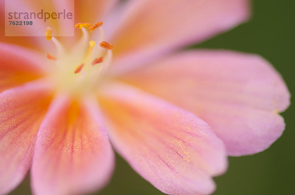 Nahaufnahme von lewisia tweedyii Blume