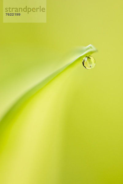 Nahaufnahme des Wassertropfens auf dem Blatt