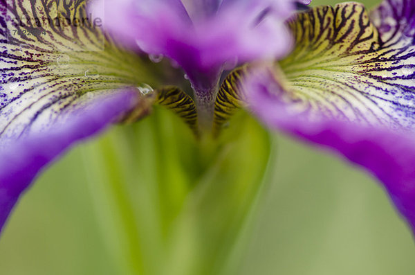 Nahaufnahme der Irisblume