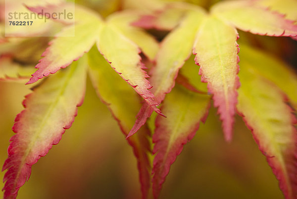 Nahaufnahme von Acer-Palmatum-Blättern