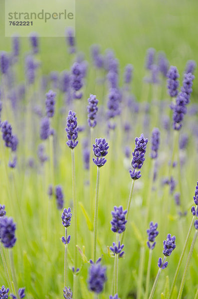 Nahaufnahme von Lavendelblüten im Feld