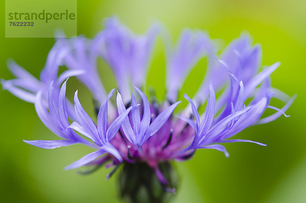 Nahaufnahme der Junggesellenblüte