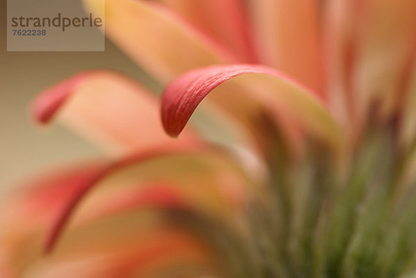 Nahaufnahme von Gerbera-Gänseblümchenblättern